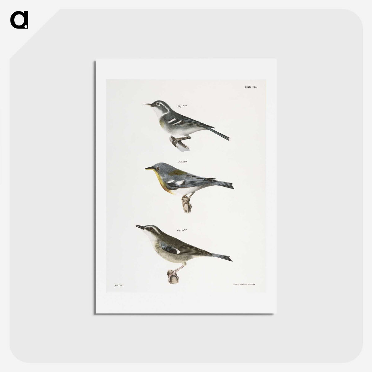 2-16_Zoology-of-New-York_hagaki