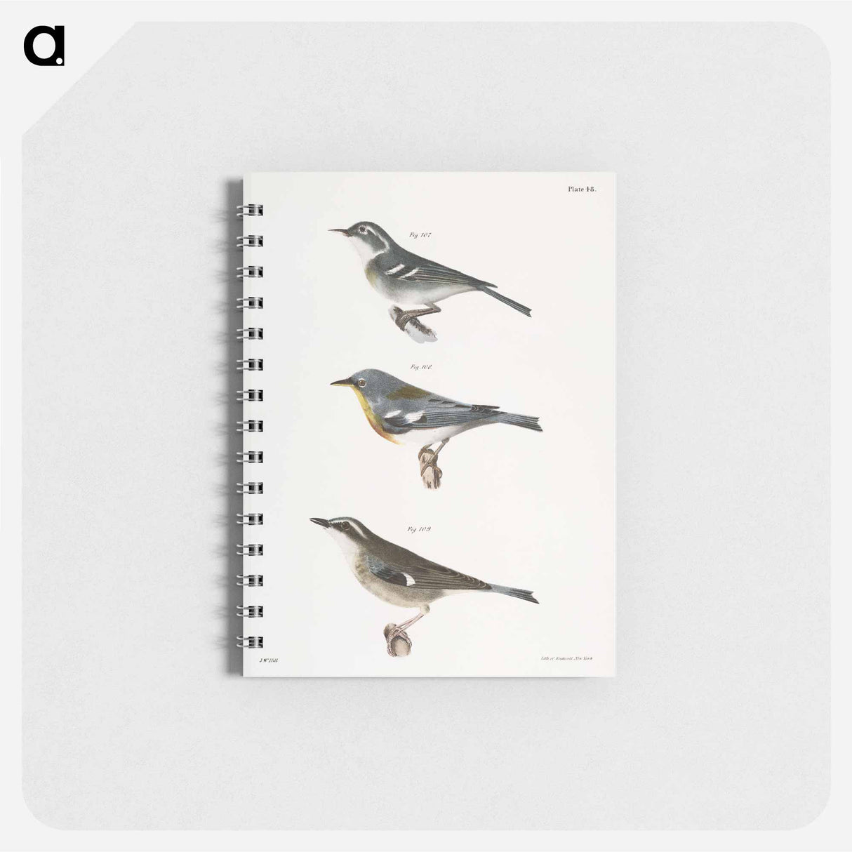 The Blue-grey Warbler - ニューヨークの動物学 Memo.