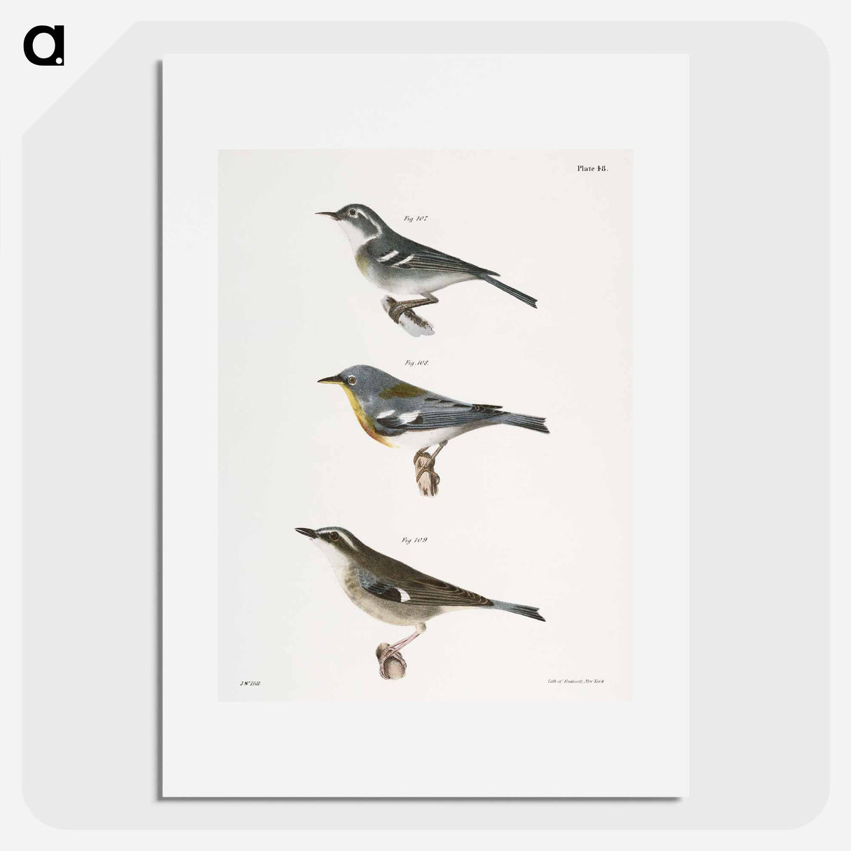 The Blue-grey Warbler - New York Zoological Poster.