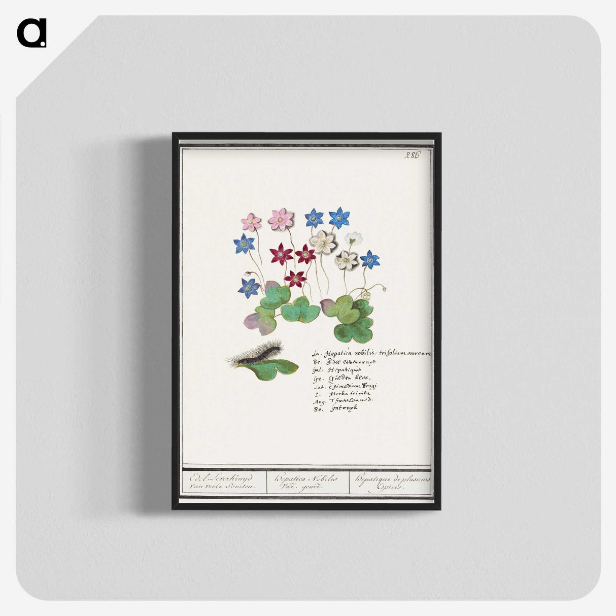 2-17_Anselmus-Boetius-de-Boodt_blk-crop