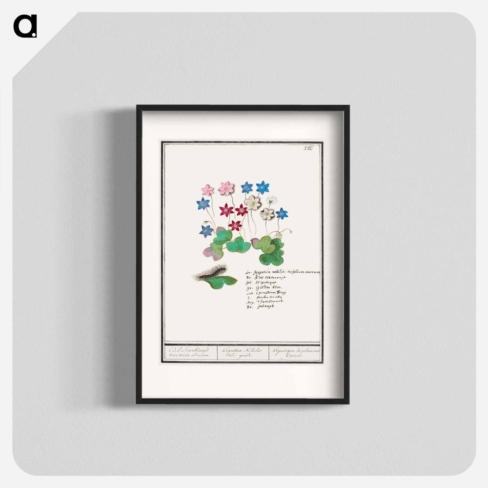 Liverflower - アンセルムス ボエティウス デ ブート Poster.