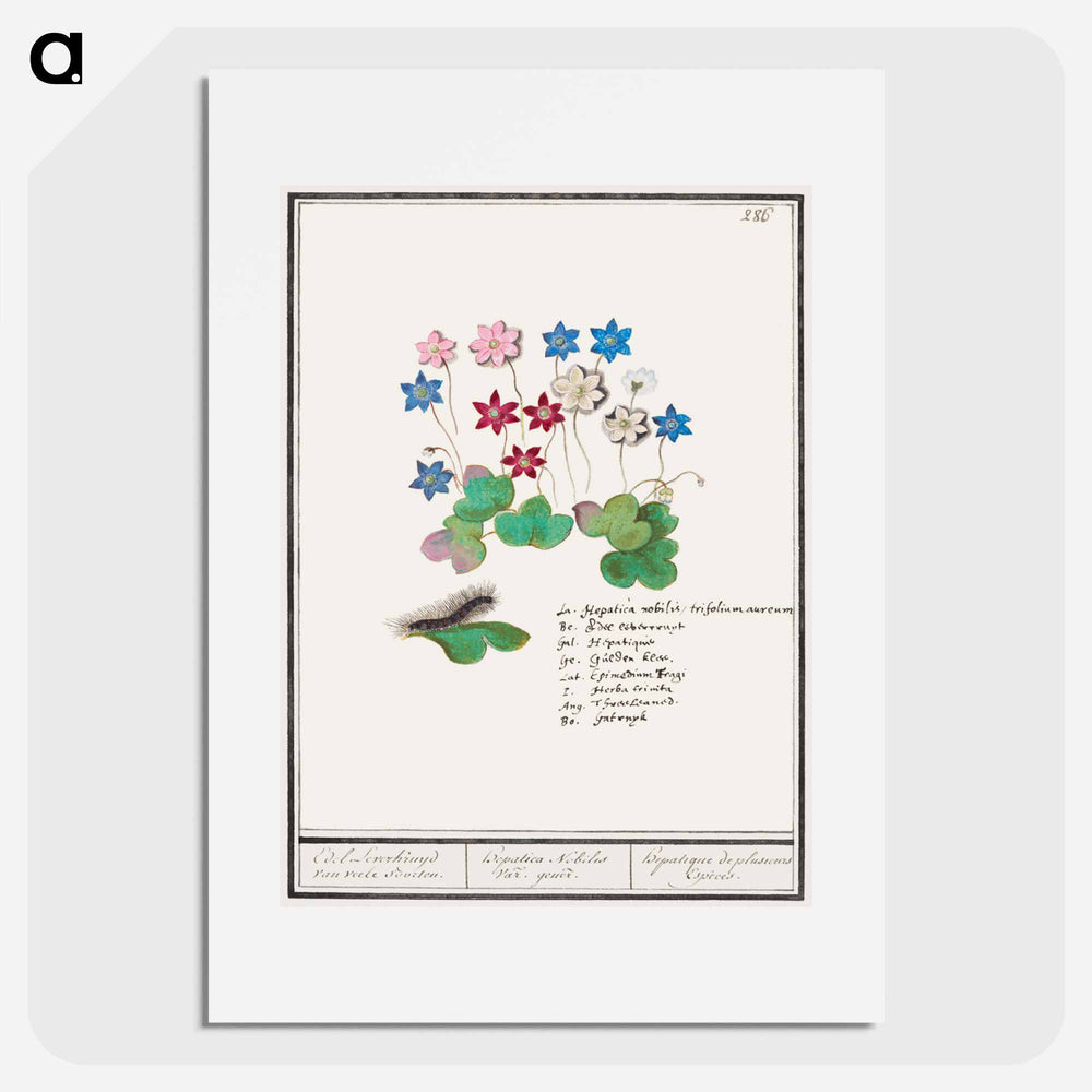 Liverflower - アンセルムス ボエティウス デ ブート Poster.