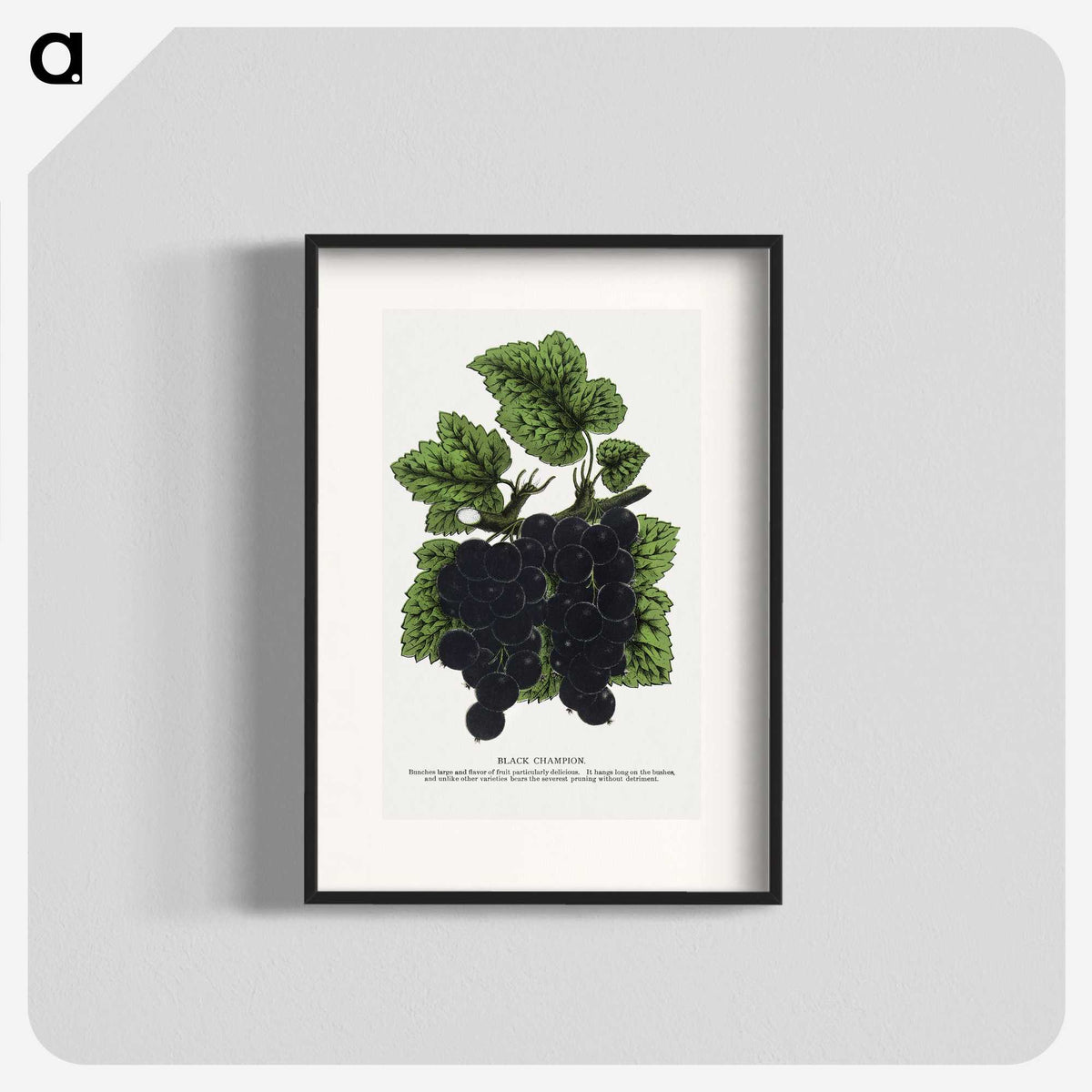 2-17_Botanical-Specimen-Plates_blk