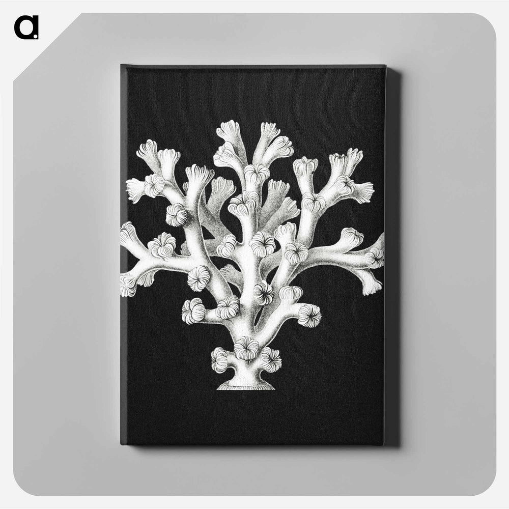 Vintage coral marine life illustration - エルンスト ヘッケル Canvas.