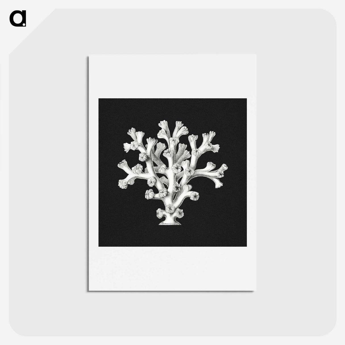 2-17_Ernst-Haeckel_hagaki