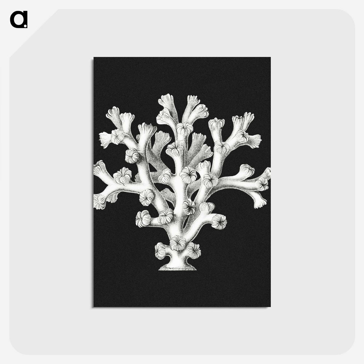 2-17_Ernst-Haeckel_postcard
