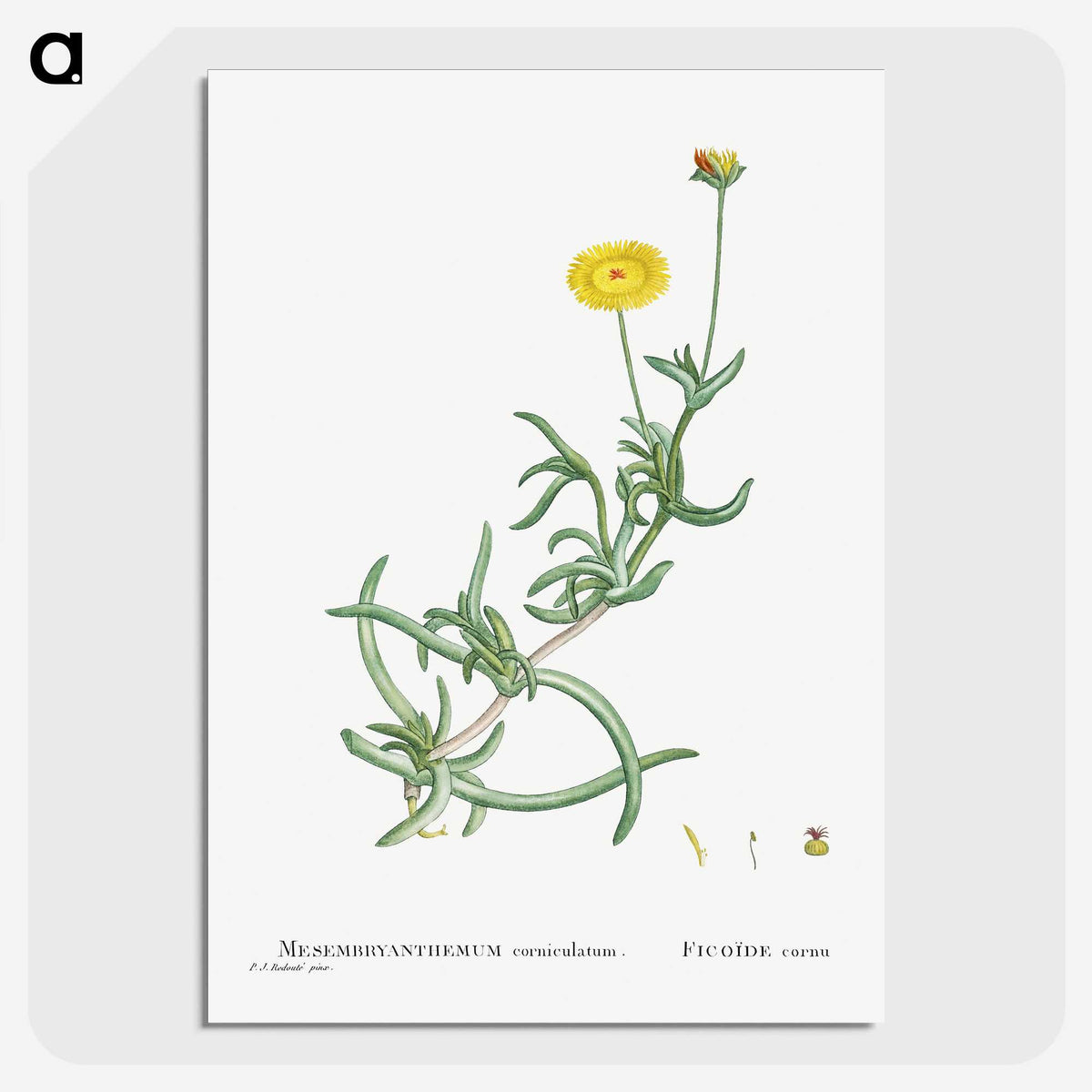 2-17_Histoire-des-Plantes-Grasses_picture-crop