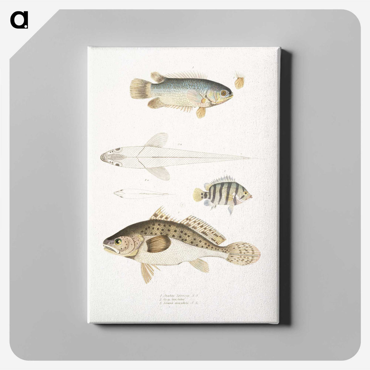 2-17_Indian-Zoology_canvas