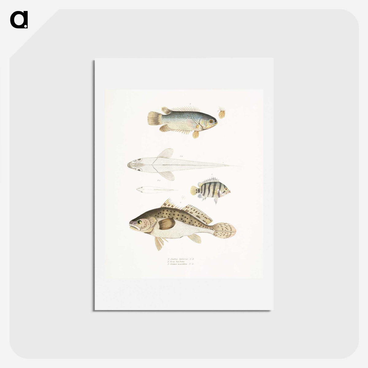 2-17_Indian-Zoology_hagaki