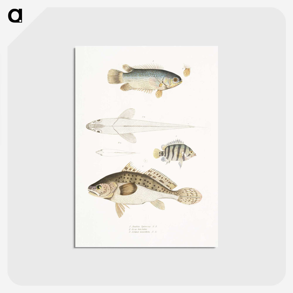 2-17_Indian-Zoology_postcard