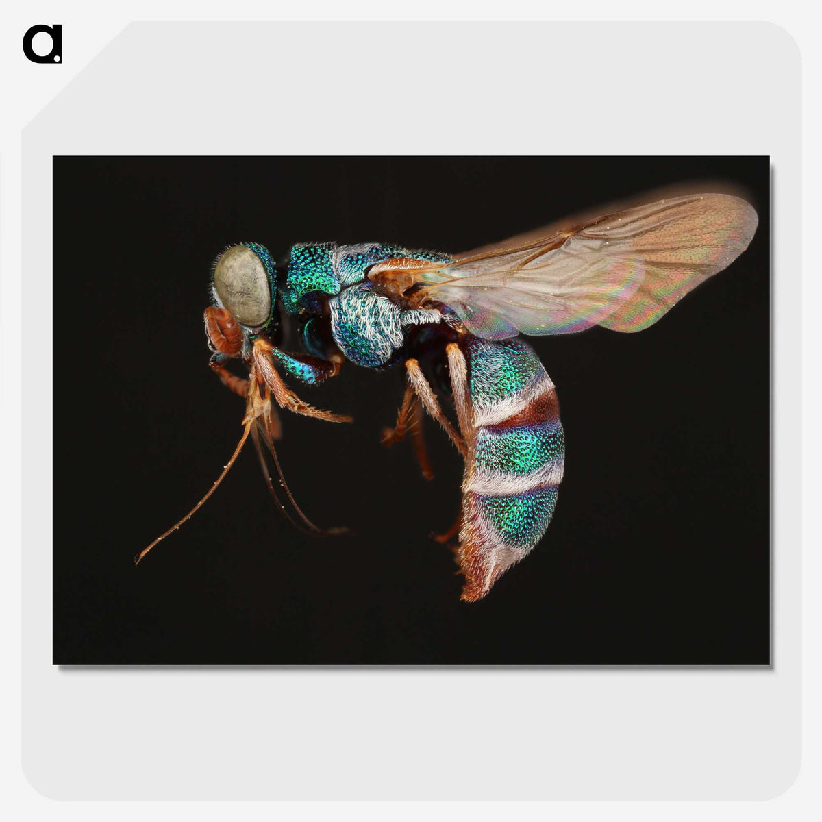 2-17_Insects-Unlocked-Project_picture-crop