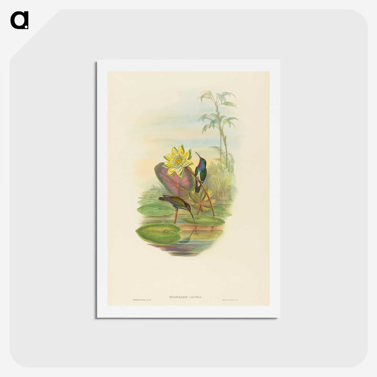 2-17_John-Gould_hagaki