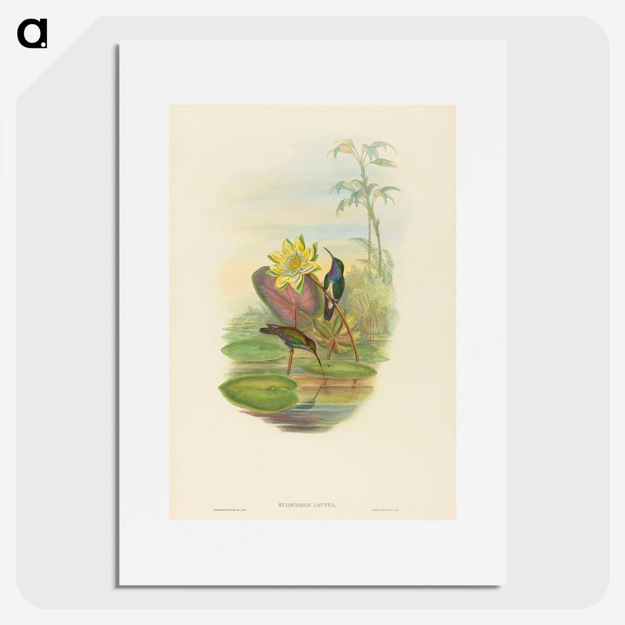 2-17_John-Gould_picture