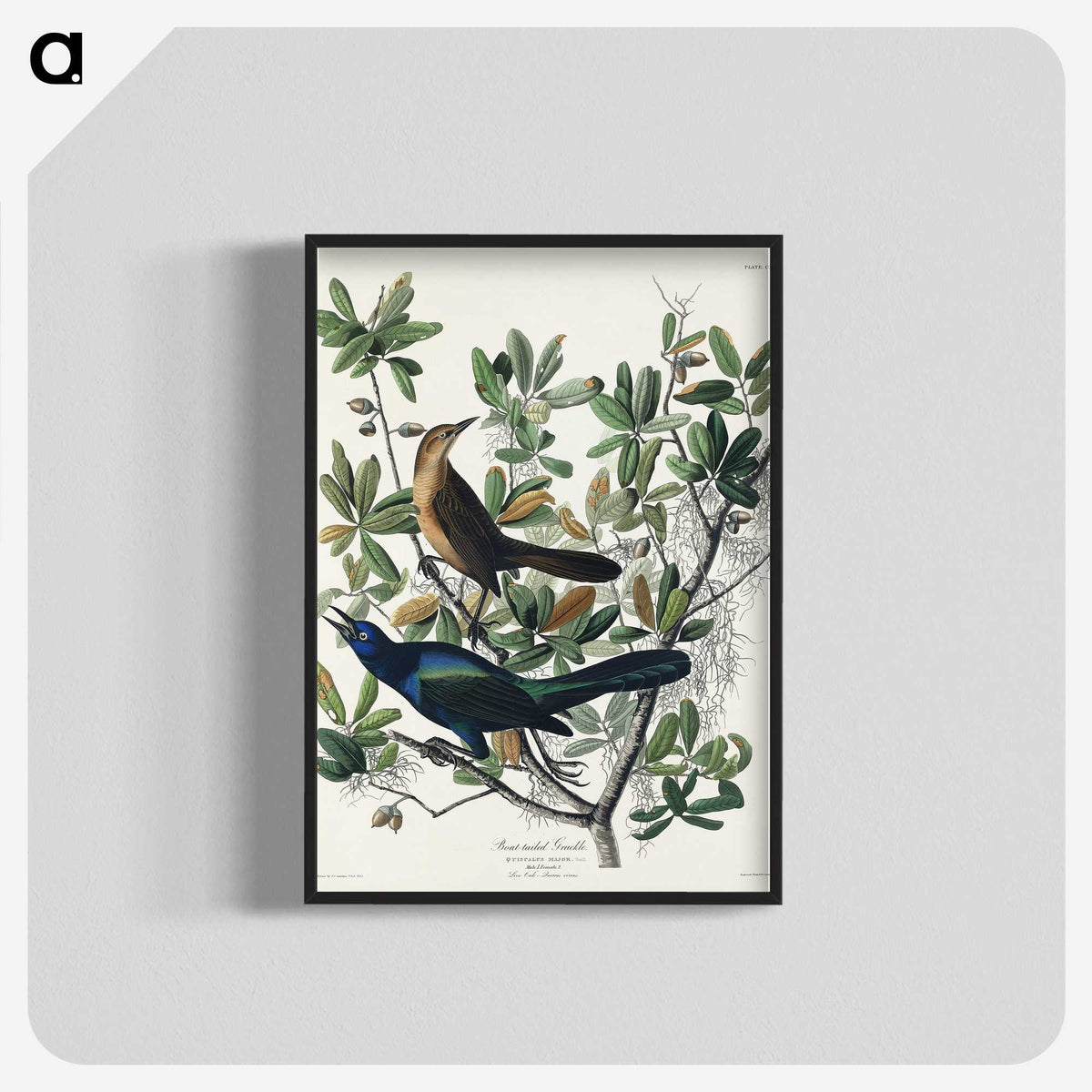 2-17_John-James-Audubon_blk-crop