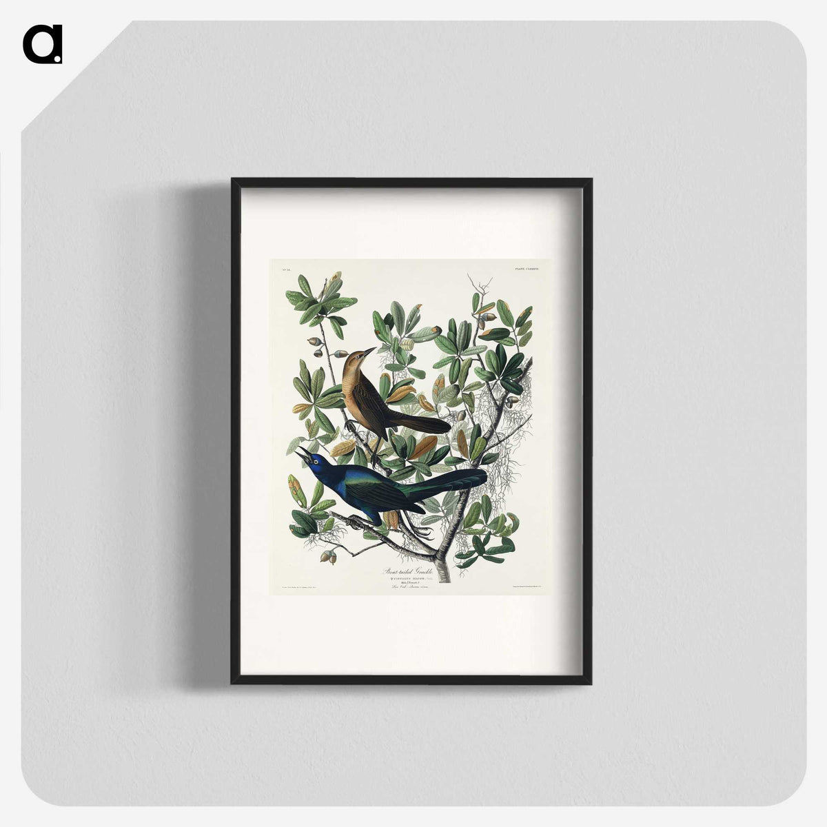 2-17_John-James-Audubon_blk