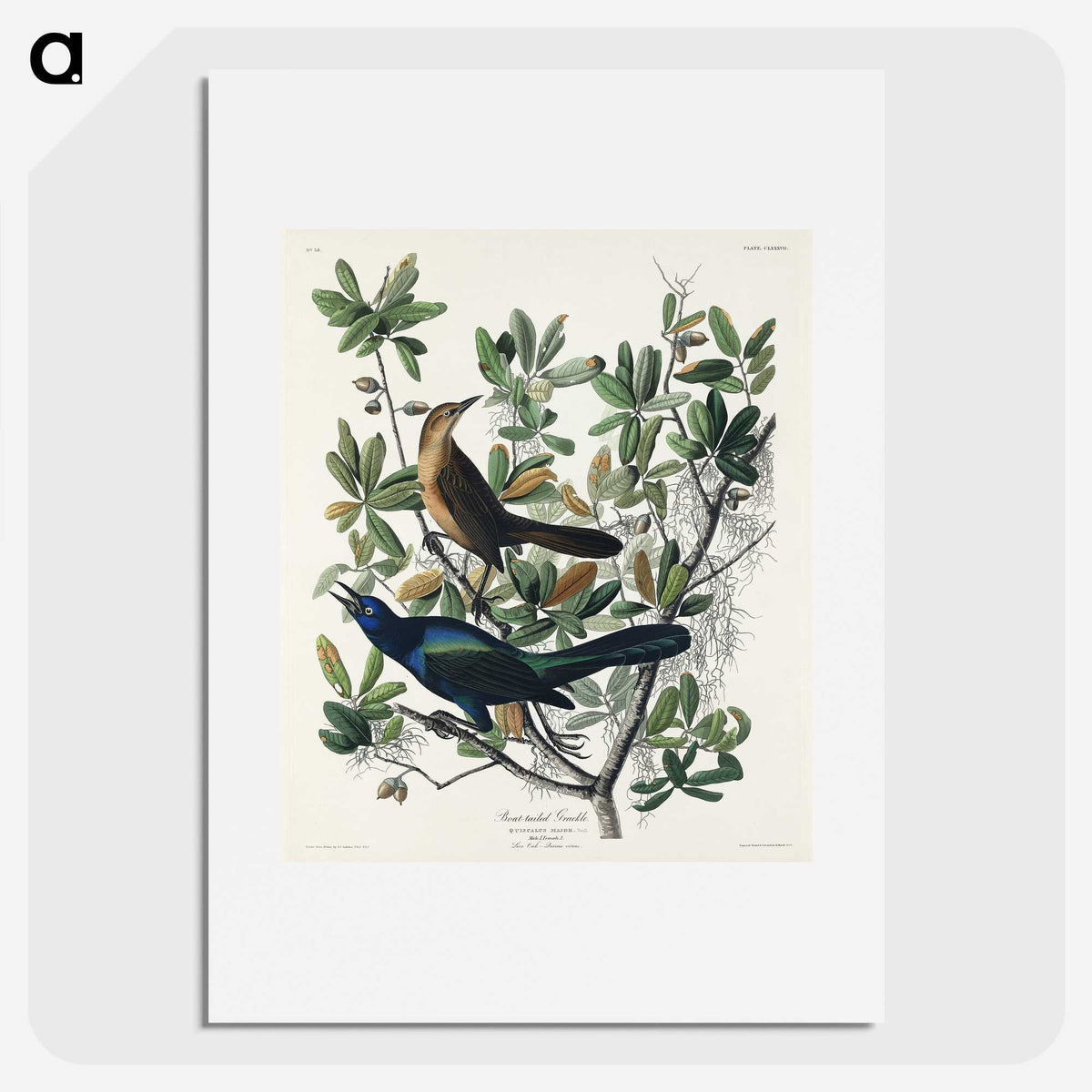 2-17_John-James-Audubon_picture