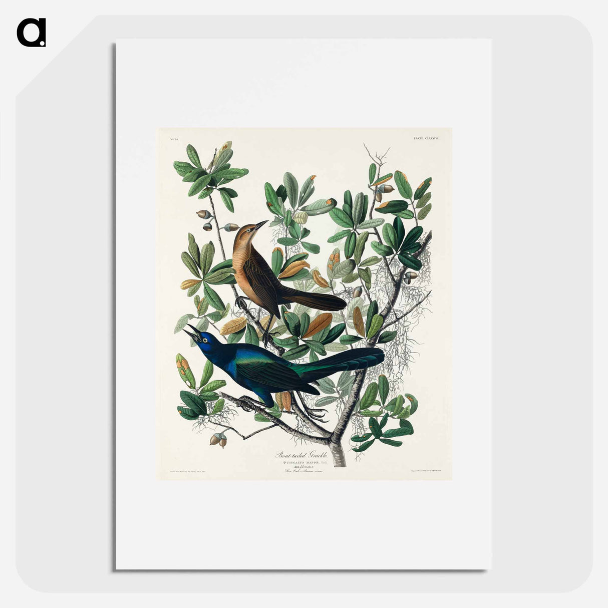 アートポスター-Boat-tailed Grackle
- ジョン ジェームス オーデュボン Poster.