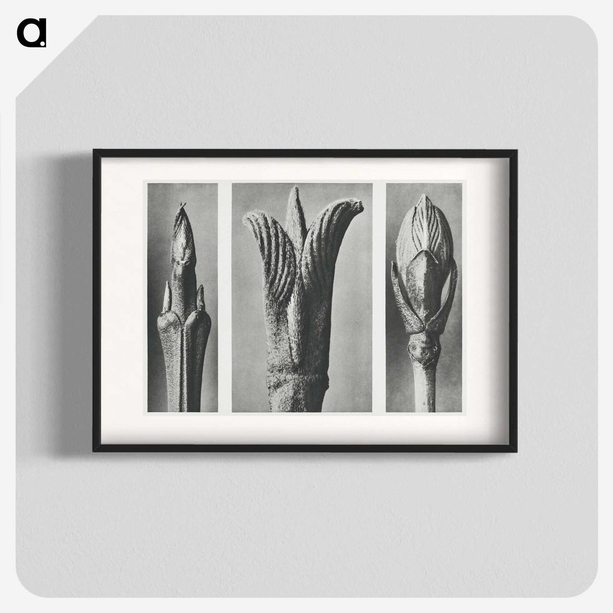 2-17_Karl-Blossfeldt_blk