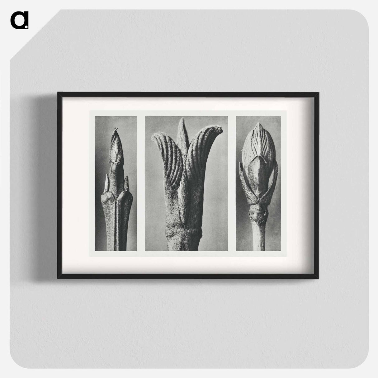 Formation of the Kun - Karl Blossfeldt Poster.