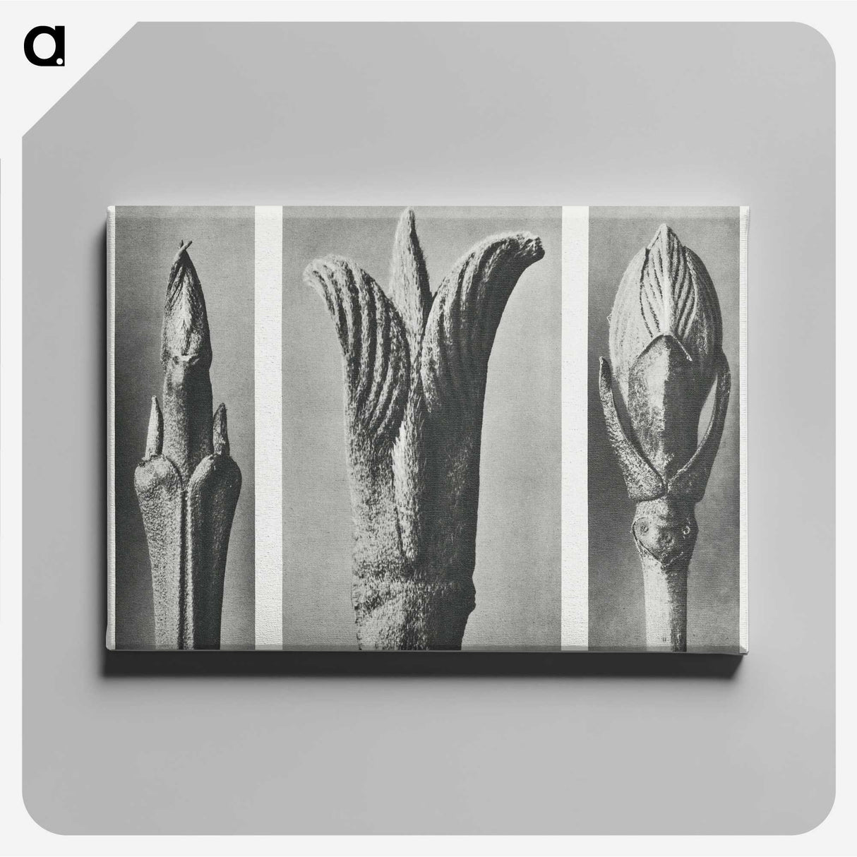 2-17_Karl-Blossfeldt_canvas