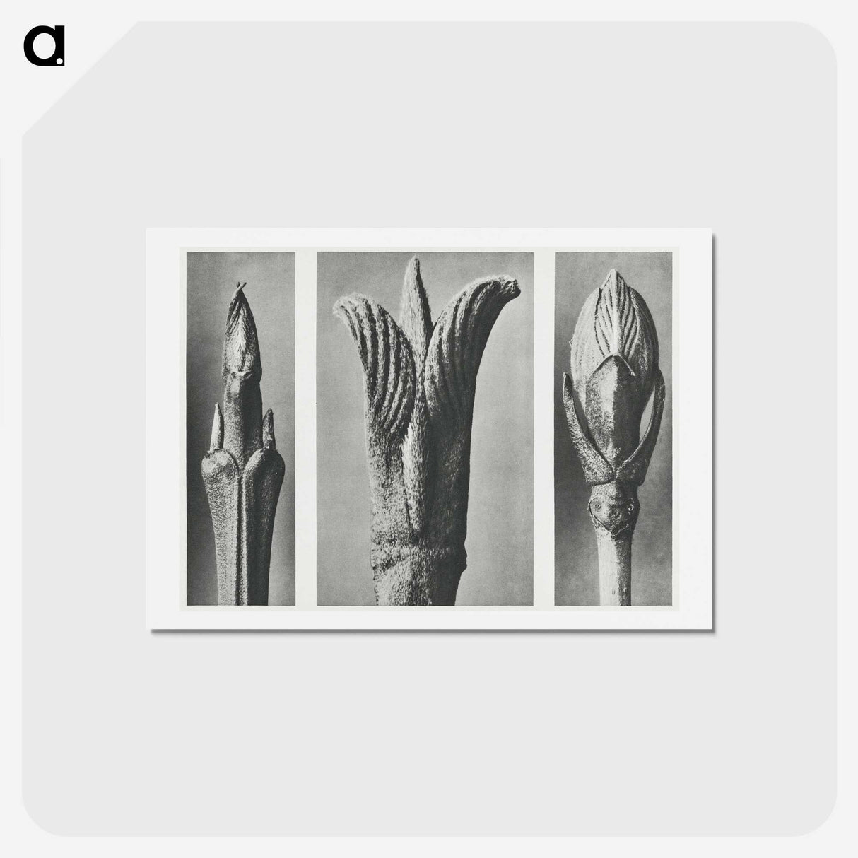 2-17_Karl-Blossfeldt_hagaki