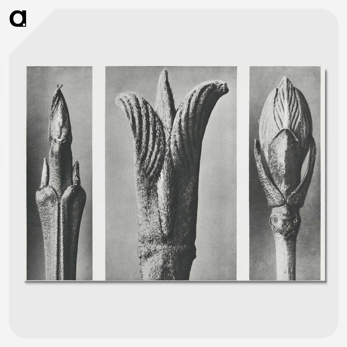 2-17_Karl-Blossfeldt_picture-crop