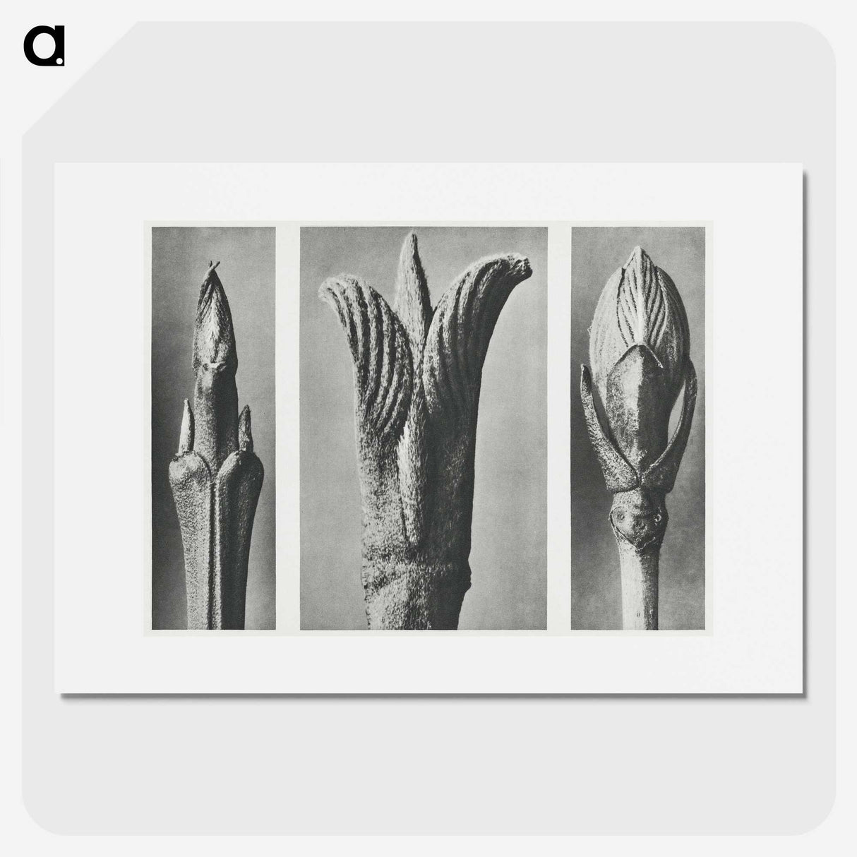 2-17_Karl-Blossfeldt_picture