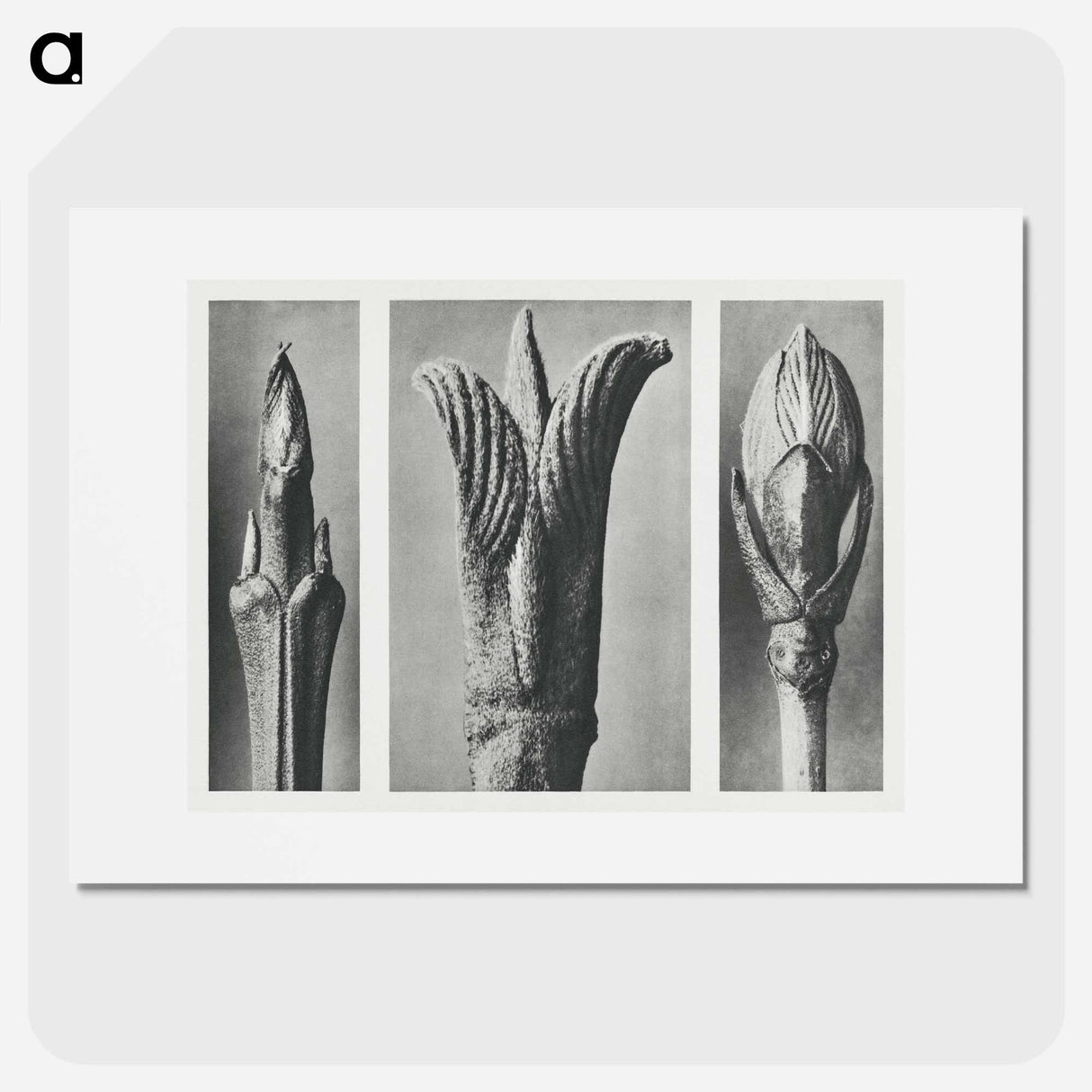 Formation of the Kun - Karl Blossfeldt Poster.