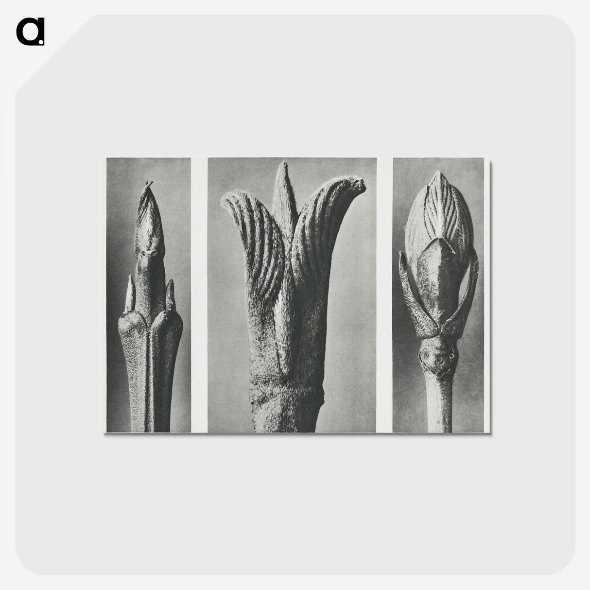 2-17_Karl-Blossfeldt_postcard