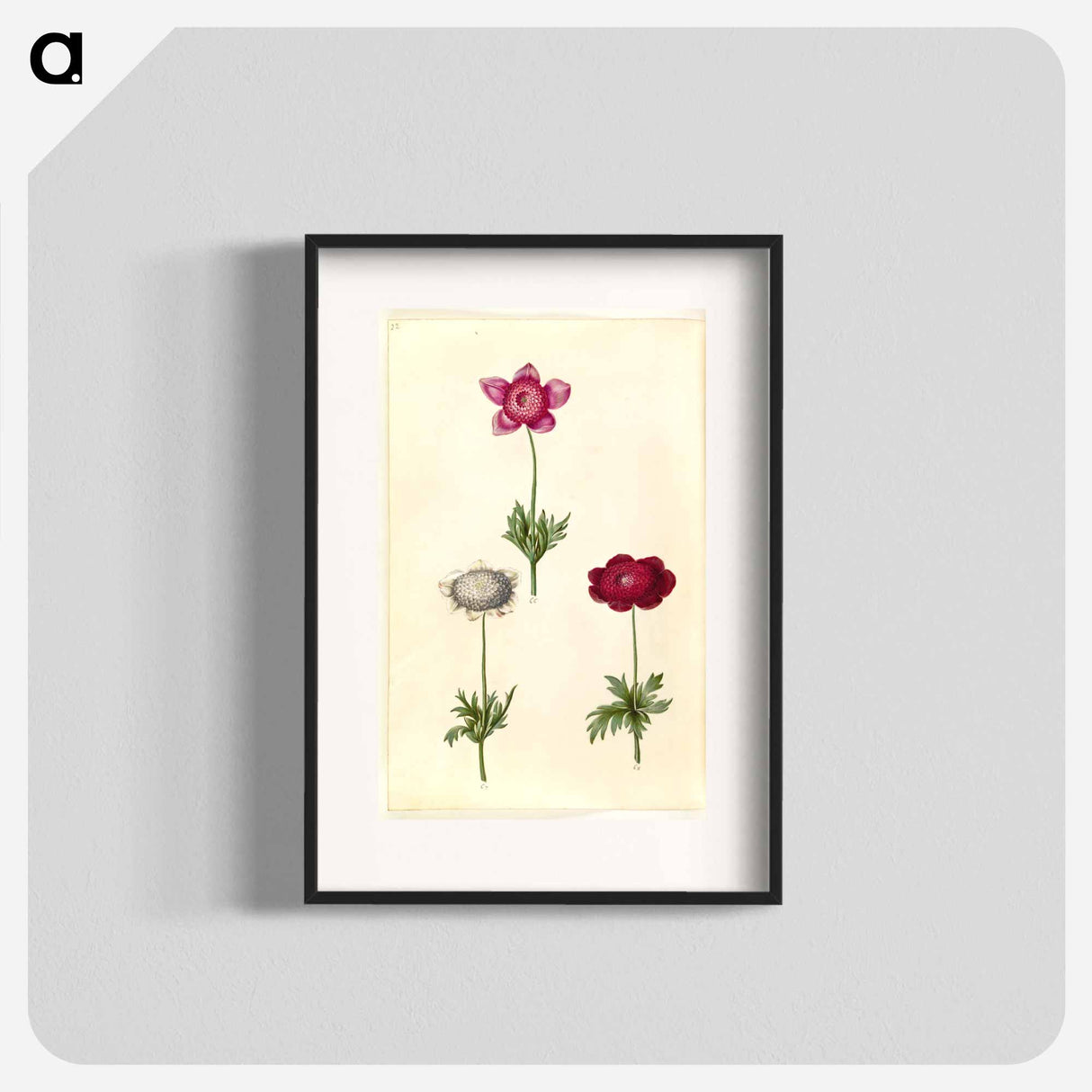 アートポスター-Anemone coronaria
- マリア ジビーラ メーリアン Poster.