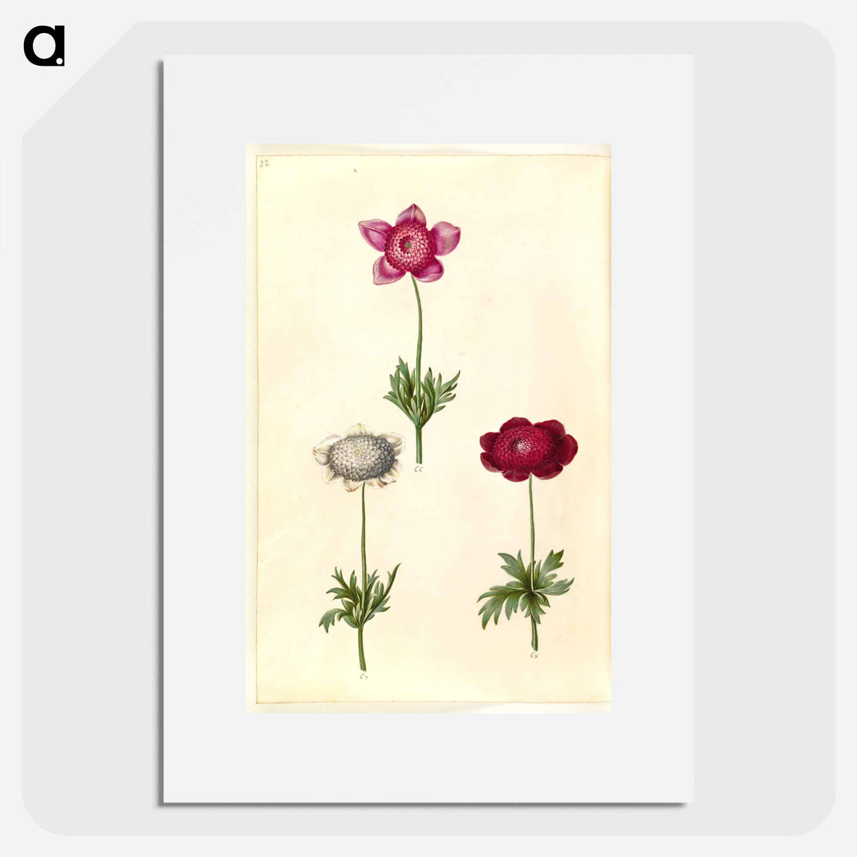 アートポスター-Anemone coronaria
- マリア ジビーラ メーリアン Poster.