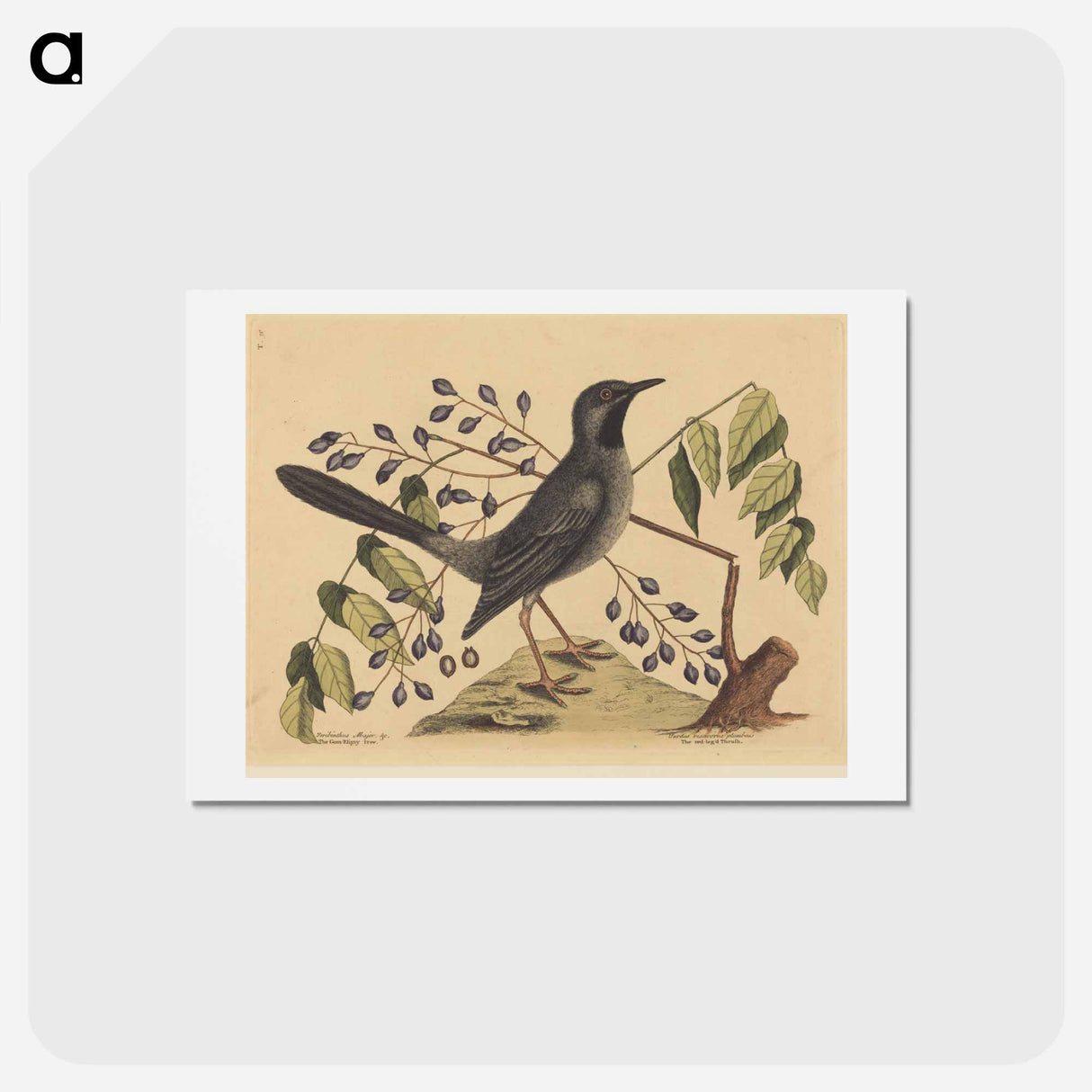 アートポストカード-The Red Legged Thrush
- マーク ケイツビー Postcard.