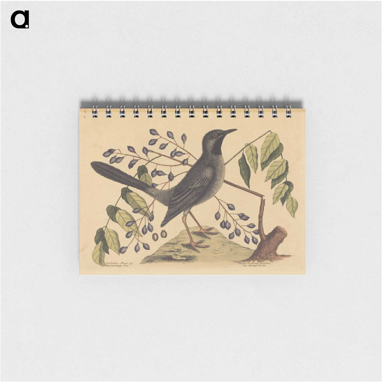 アートメモ帳-The Red Legged Thrush
- マーク ケイツビー Memo.