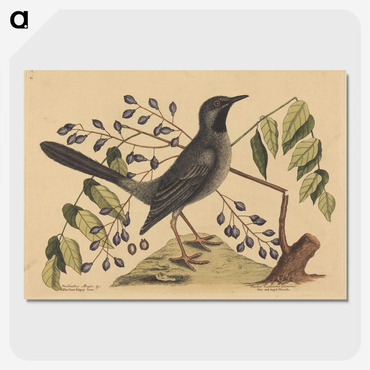 2-17_Mark-Catesby_picture-crop