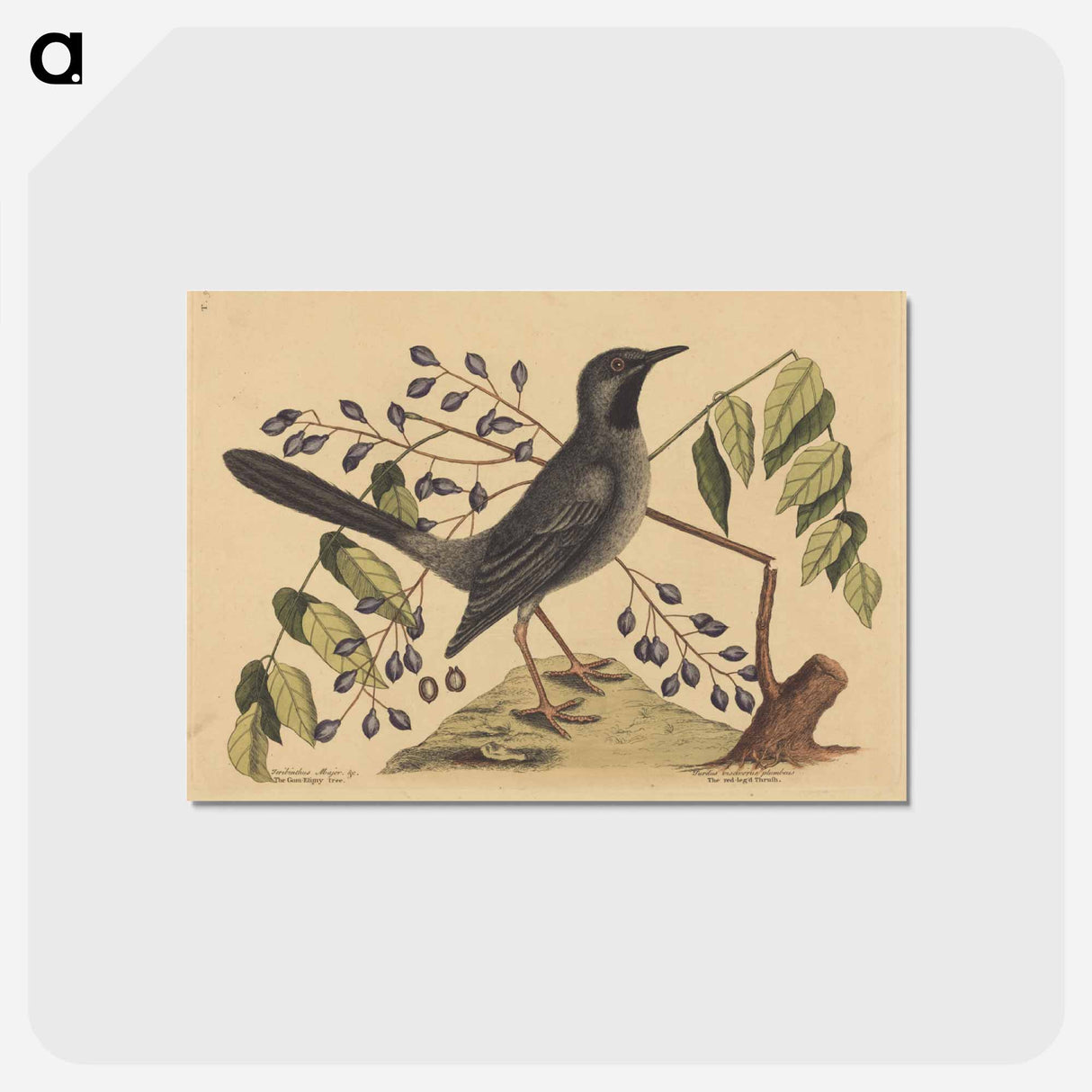アートポストカード-The Red Legged Thrush
- マーク ケイツビー Postcard.