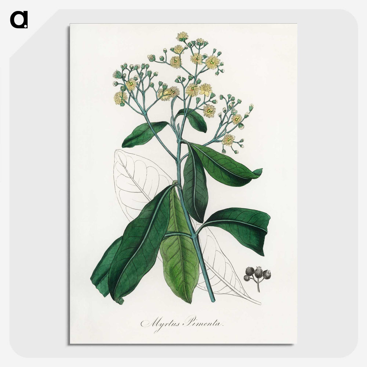 2-17_Medical-Botany_picture-crop
