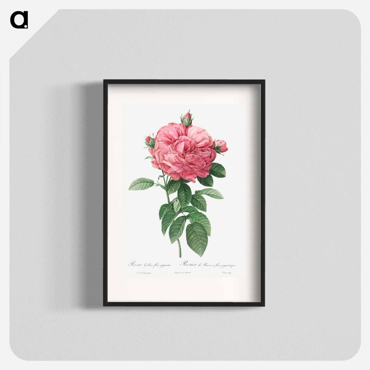 Giant French rose bloom - Pierre Joseph Redouté Poster.
