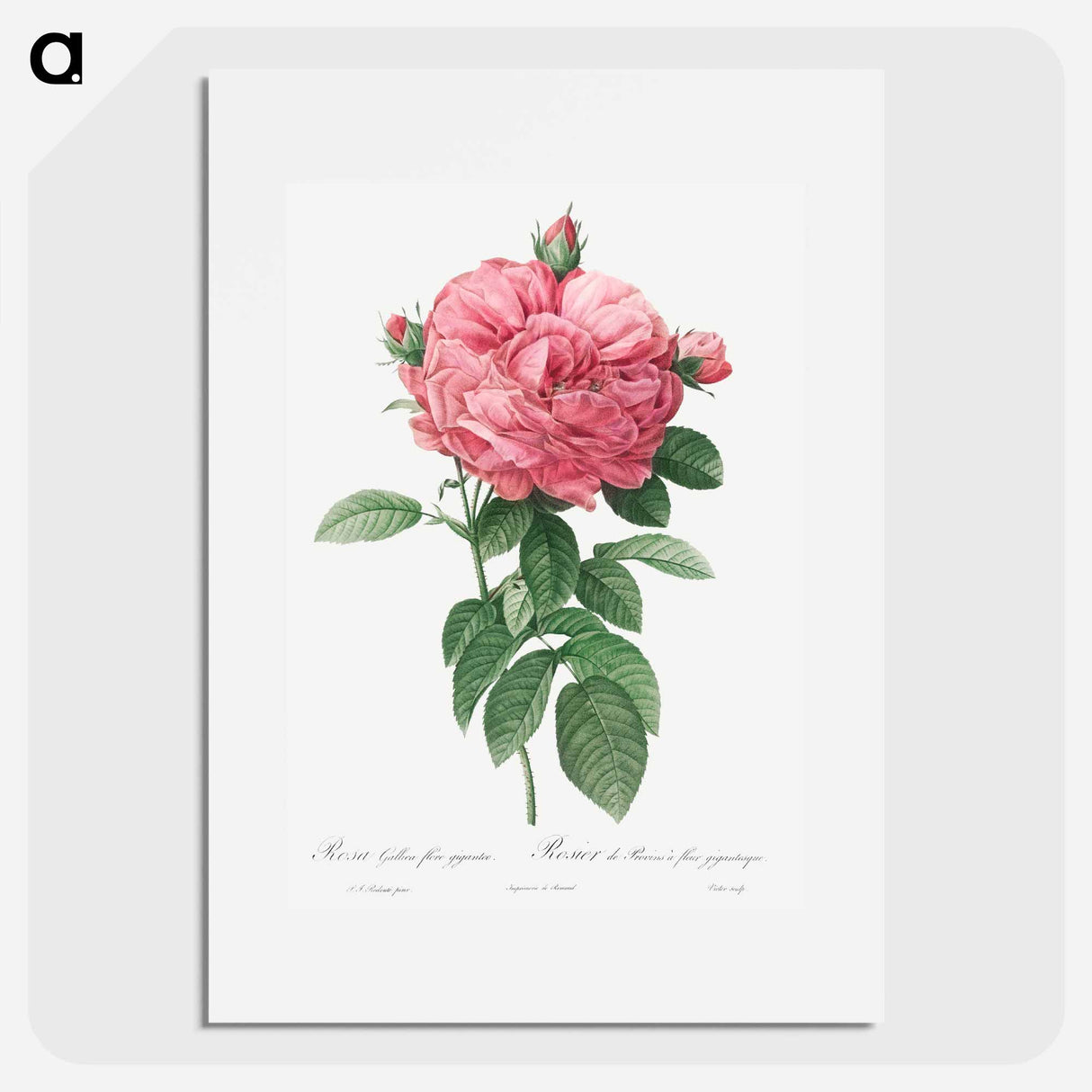 Giant French rose bloom - Pierre Joseph Redouté Poster.