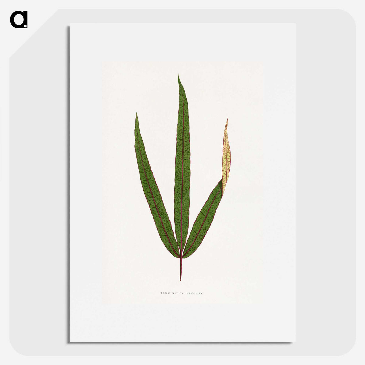 2-17_Plants-with-Colored-Foliage_picture