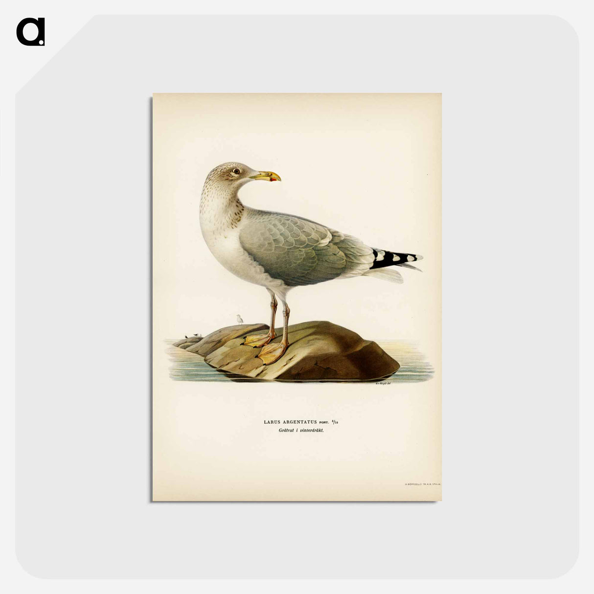 アートポストカード-European Herring Gull
- スヴェンスカ フォグラル Postcard.