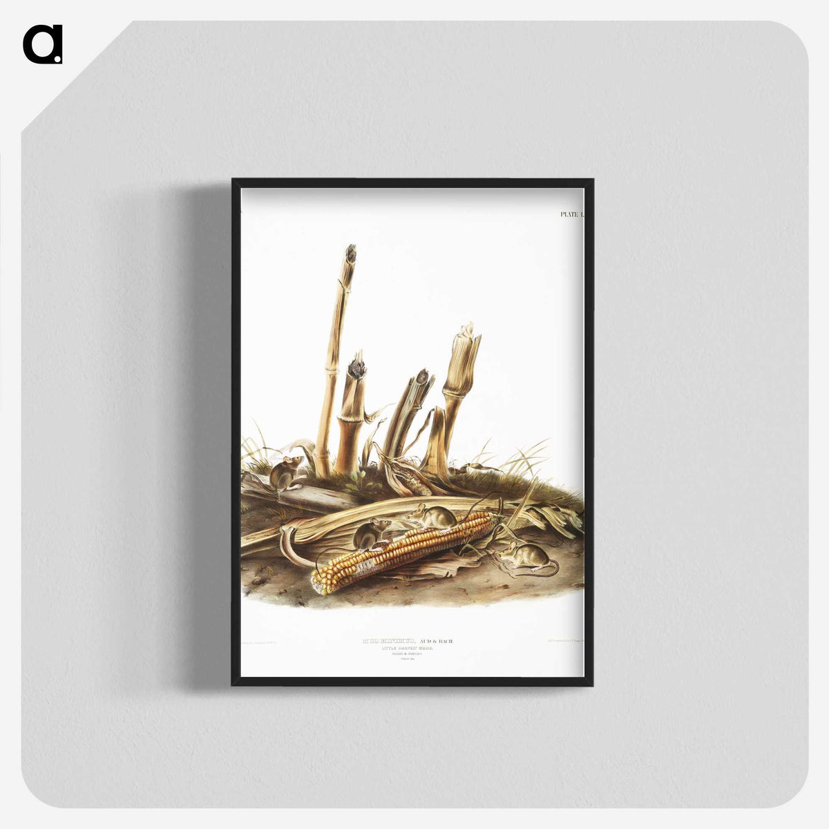 2-17_The-Viviparous-Quadrupeds_blk-crop