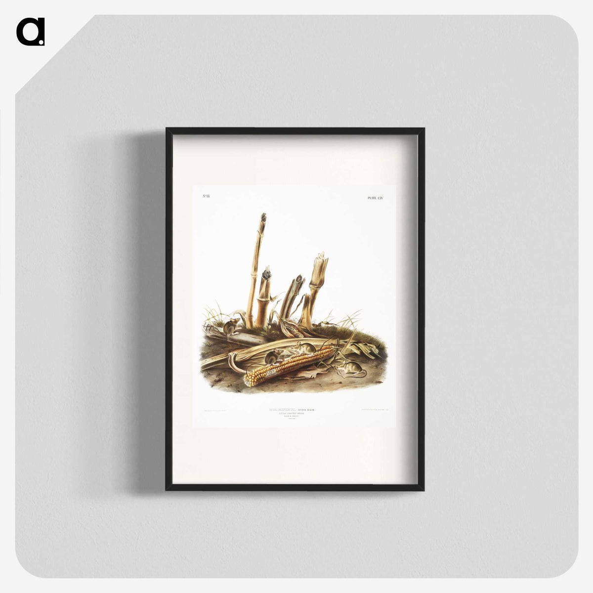 2-17_The-Viviparous-Quadrupeds_blk