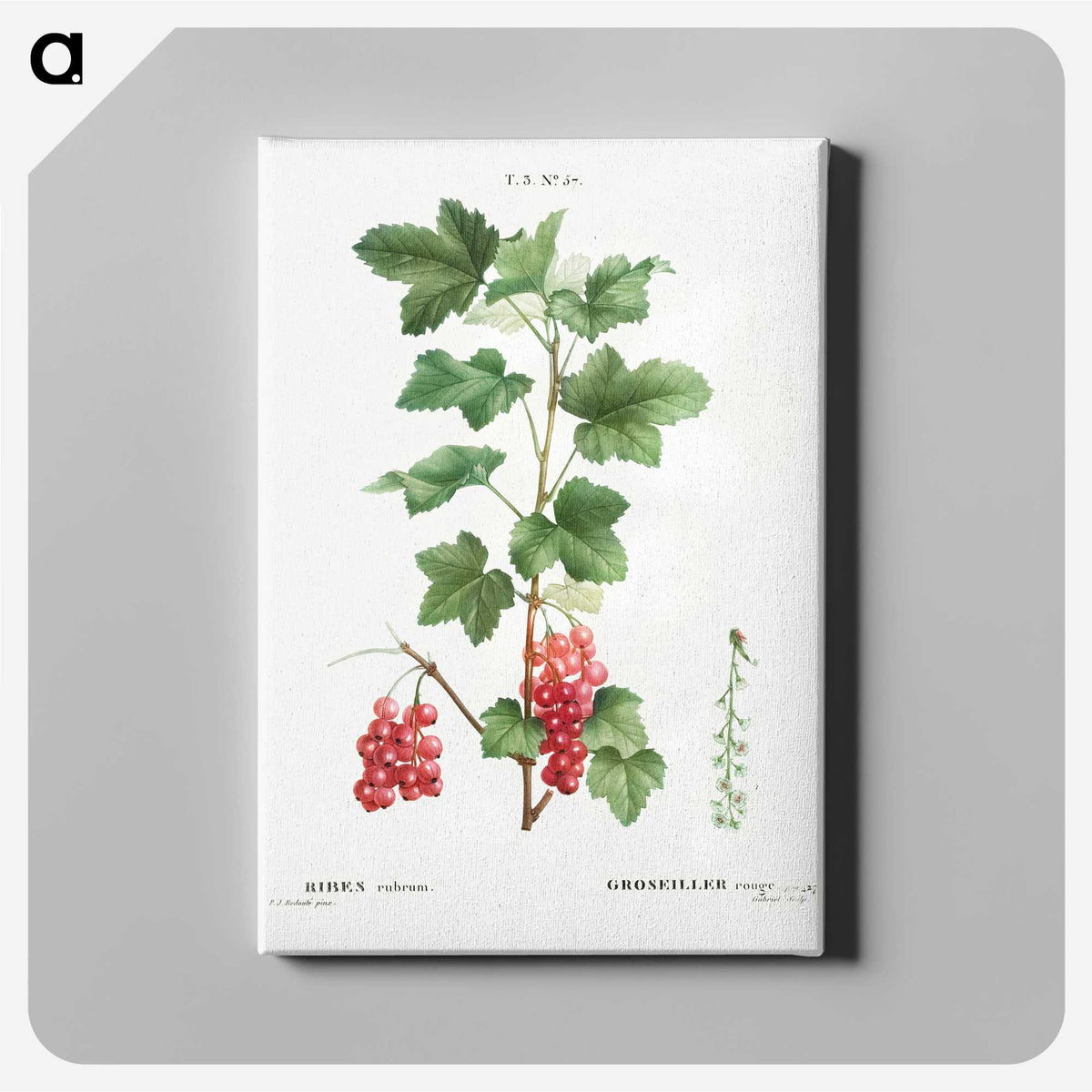 2-17_Treatise-on-Trees-and-Shrubs_canvas