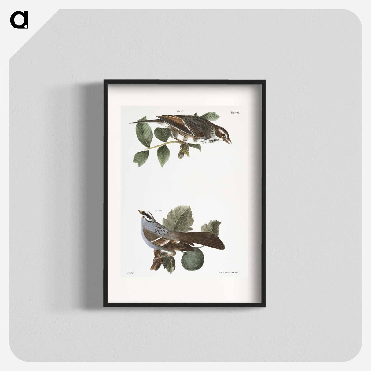 The Bay-winged Sparrow (Fringilla graminea) The White-throated Sparrow (Fringilla pensylvanica) illustration from Zoology of New York by - Zoology of New York Poster.