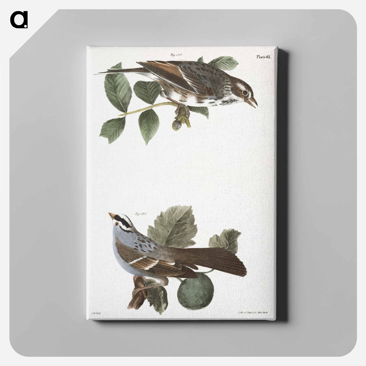 The Bay-winged Sparrow (Fringilla graminea) The White-throated Sparrow (Fringilla pensylvanica) illustration from Zoology of New York by - Zoology of New York Canvas.