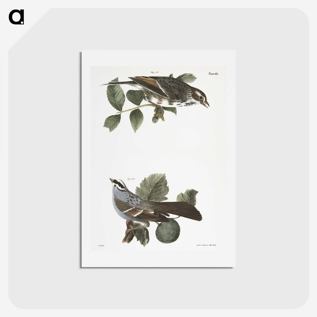 2-17_Zoology-of-New-York_hagaki