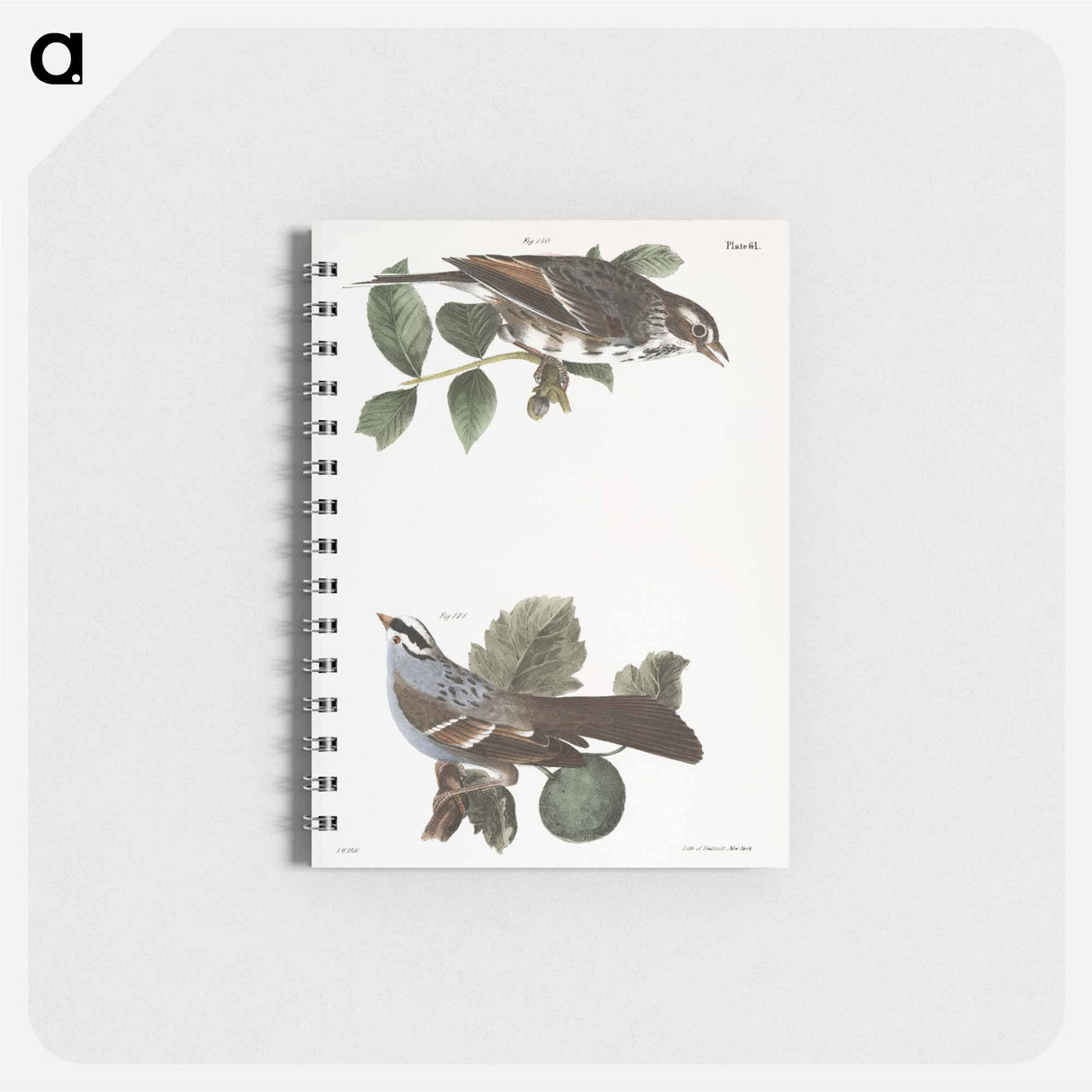 The Bay-winged Sparrow (Fringilla graminea) The White-throated Sparrow (Fringilla pensylvanica) illustration from Zoology of New York by - ニューヨークの動物学 Memo.