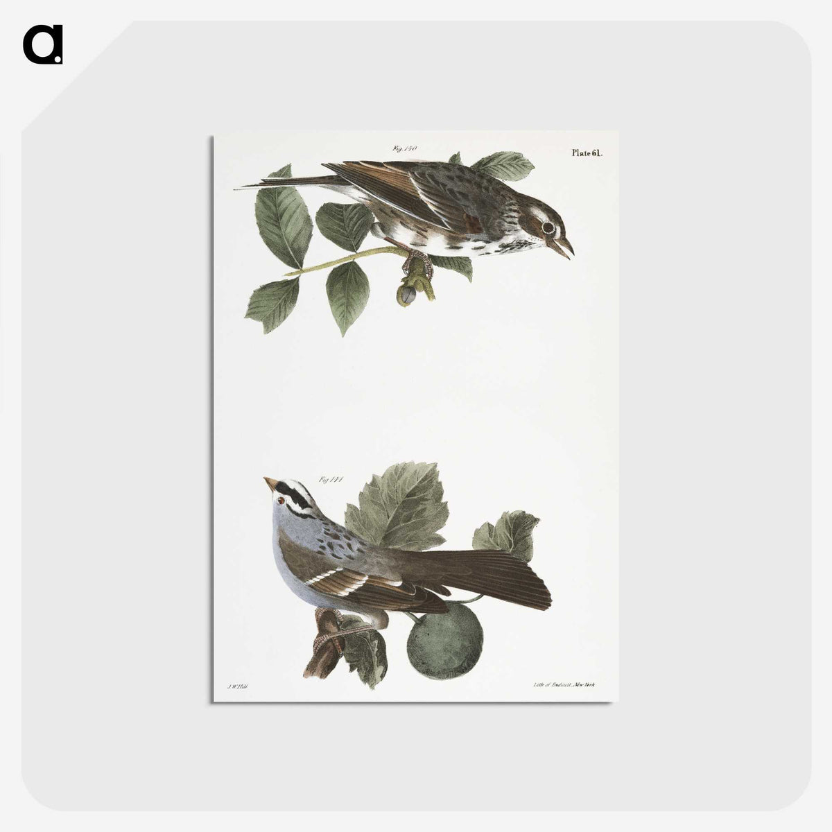 2-17_Zoology-of-New-York_postcard