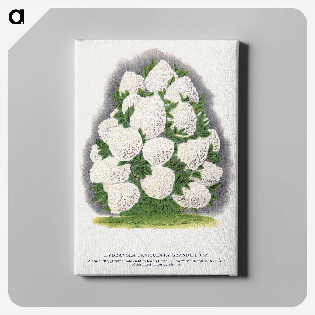 2-18_Botanical-Specimen-Plates_canvas