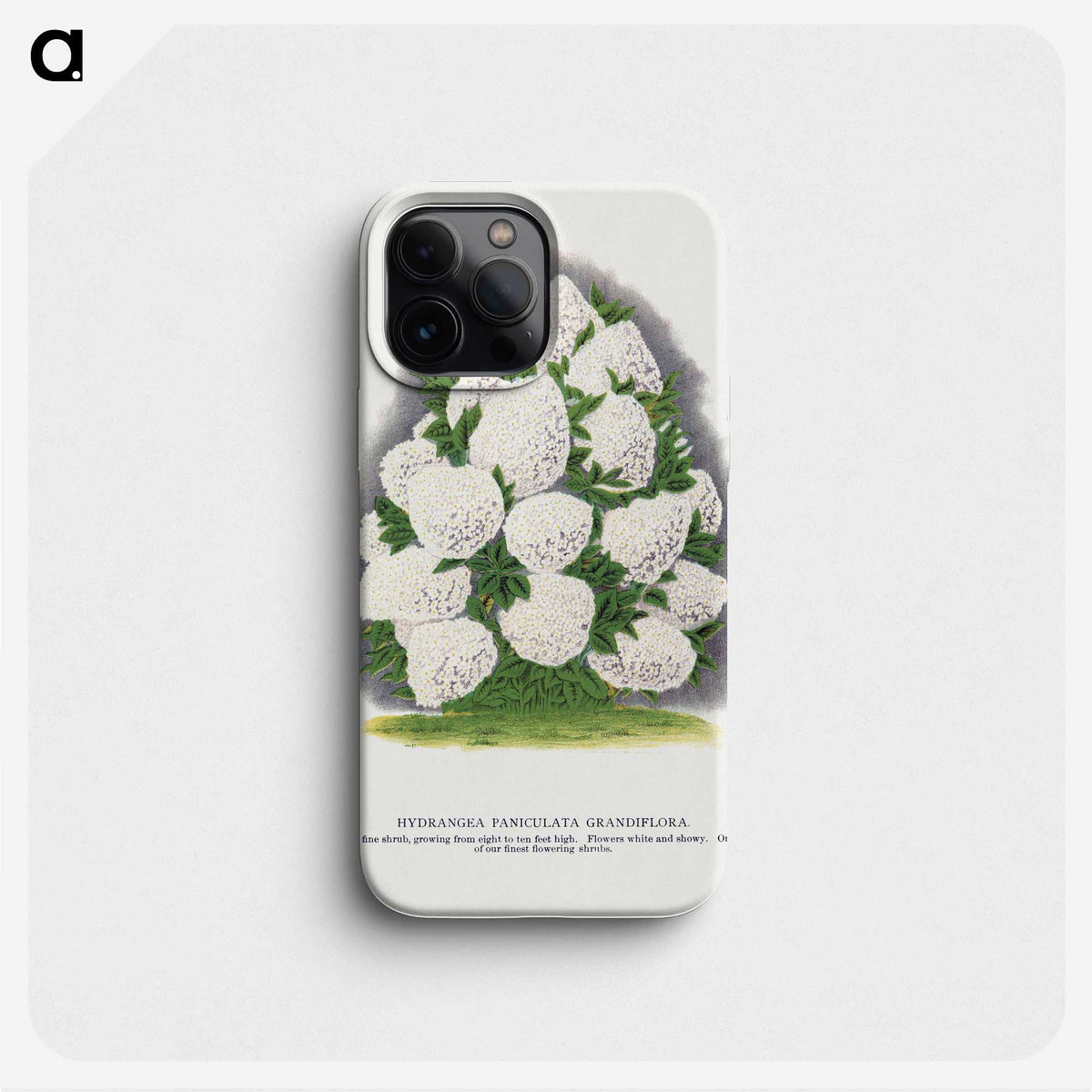 2-18_Botanical-Specimen-Plates_phone
